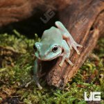 ug_Baby_Australian_Dumpy_Tree_Frog_3.jpg