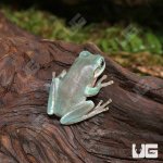 ug_Baby_Australian_Dumpy_Tree_Frog_4.jpg