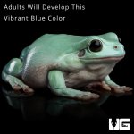 ug_new_baby_australian_blue_dumpy_tree_frog_4.jpg