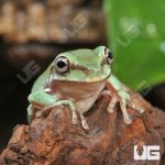 ug_Baby_Australian_Dumpy_Tree_Frog_2.jpg