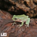 ug_Baby_Australian_Dumpy_Tree_Frog_3.jpg