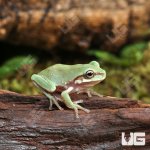 ug_Baby_Australian_Dumpy_Tree_Frog_1.jpg
