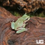 ug_Baby_Australian_Dumpy_Tree_Frog_4.jpg