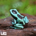 ug_CB_Green_And_Black_Auratus_Dart_Frog_4.jpg