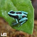 ug_CB_Green_And_Black_Auratus_Dart_Frog_3.jpg