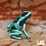 ug_CB_Green_And_Black_Auratus_Dart_Frog_2.jpg