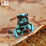 ug_CB_Green_And_Black_Auratus_Dart_Frog_1.jpg