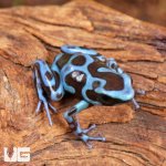 ug_CB_Super_Blue_Green_Auratus_Dart_Frog_4.jpg
