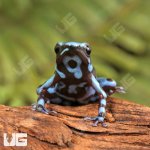 ug_CB_Super_Blue_Green_Auratus_Dart_Frog_3.jpg