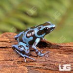 ug_CB_Super_Blue_Green_Auratus_Dart_Frog_2.jpg