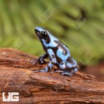 ug_CB_Super_Blue_Green_Auratus_Dart_Frog_1.jpg