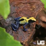 ug_CB_Citronella_Tinctorius_Dart_Frog_4.jpg