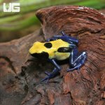 ug_CB_Citronella_Tinctorius_Dart_Frog_3.jpg