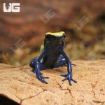 ug_CB_Citronella_Tinctorius_Dart_Frog_2.jpg