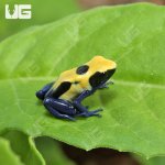 ug_CB_Citronella_Tinctorius_Dart_Frog_1.jpg
