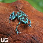 ug_CB_Green_And_Bronze_Auratus_Dart_Frog_5.jpg