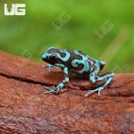 ug_CB_Green_And_Bronze_Auratus_Dart_Frog_4.jpg