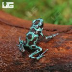 ug_CB_Green_And_Bronze_Auratus_Dart_Frog_3.jpg
