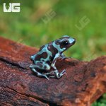 ug_CB_Green_And_Bronze_Auratus_Dart_Frog_2.jpg