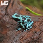 ug_CB_Highland_Bronze_Auractus_Dart_Frog_4.jpg
