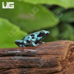 ug_CB_Highland_Bronze_Auractus_Dart_Frog_3.jpg