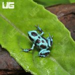 ug_CB_Highland_Bronze_Auractus_Dart_Frog_1.jpg