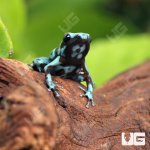 ug_CB_Highland_Bronze_Auractus_Dart_Frog_2.jpg