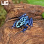 ug_Blue_Sipaliwini_Tinctorius_Dart_Frog_4.jpg