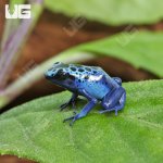 ug_Blue_Sipaliwini_Tinctorius_Dart_Frog_3.jpg