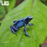 ug_Blue_Sipaliwini_Tinctorius_Dart_Frog_2.jpg