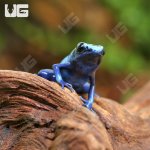 ug_Blue_Sipaliwini_Tinctorius_Dart_Frog_1.jpg
