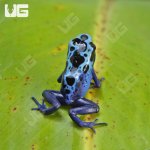 ug_CB_Green_Sipaliwini_Tinctorius_Dart_Frog_5.jpg