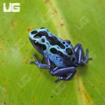ug_CB_Green_Sipaliwini_Tinctorius_Dart_Frog_4.jpg