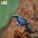 ug_CB_Green_Sipaliwini_Tinctorius_Dart_Frog_3.jpg