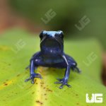 ug_CB_Green_Sipaliwini_Tinctorius_Dart_Frog_2.jpg