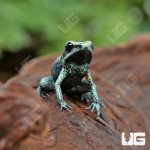ug_CB_Mint_Terribilis_Dart_Frog_2.jpg