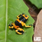 ug_CB_Bumblebee_Dart_Frog_4.jpg