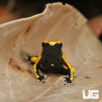ug_CB_Bumblebee_Dart_Frog_3.jpg
