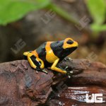 ug_CB_Bumblebee_Dart_Frog_2.jpg