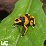 ug_CB_Bumblebee_Dart_Frog_1.jpg