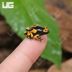 ug_CB_Bandit_Bumblebee_Dart Frog_5.jpg