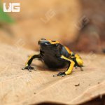 ug_CB_Bandit_Bumblebee_Dart Frog_4.jpg