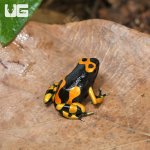 ug_CB_Bandit_Bumblebee_Dart Frog_3.jpg
