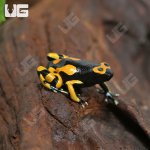ug_CB_Bandit_Bumblebee_Dart Frog_2.jpg