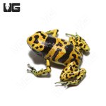 ug_c_b_fine_spot_bumblebee_dart_frog_4.jpg