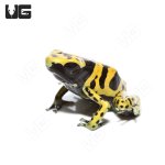 ug_c_b_fine_spot_bumblebee_dart_frog_3.jpg
