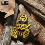 ug_c_b_fine_spot_bumblebee_dart_frog_2.jpg