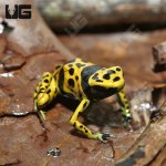 ug_c_b_fine_spot_bumblebee_dart_frog_1.jpg