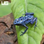 ug_CB_Blue_AzureusTinctorius Dart Frog_4.jpg