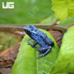ug_CB_Blue_AzureusTinctorius Dart Frog_3.jpg
